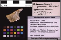 Foto (Objekt + Etiketten) von Palaeopalinurus glaessneri (Bachmayer, 1954) (NHMW-GEO-1990-0041-0092)